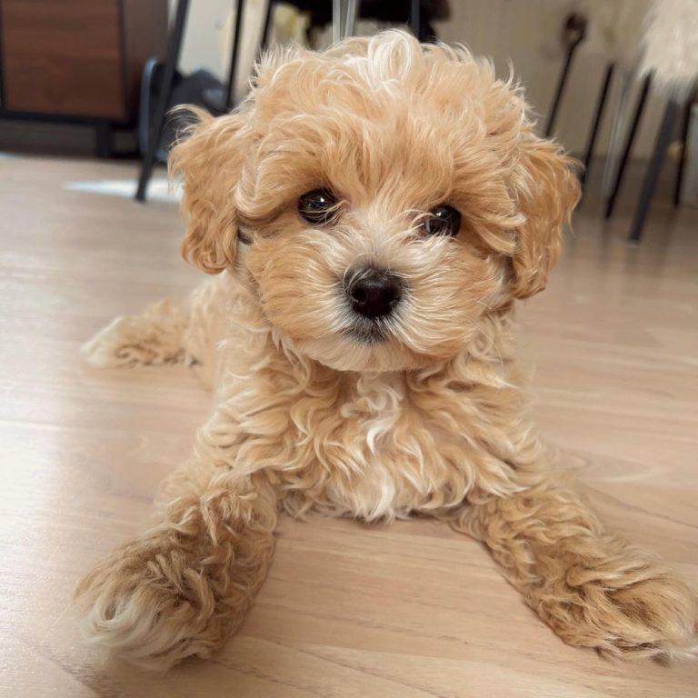 Hannah Maltipoo Puppy
