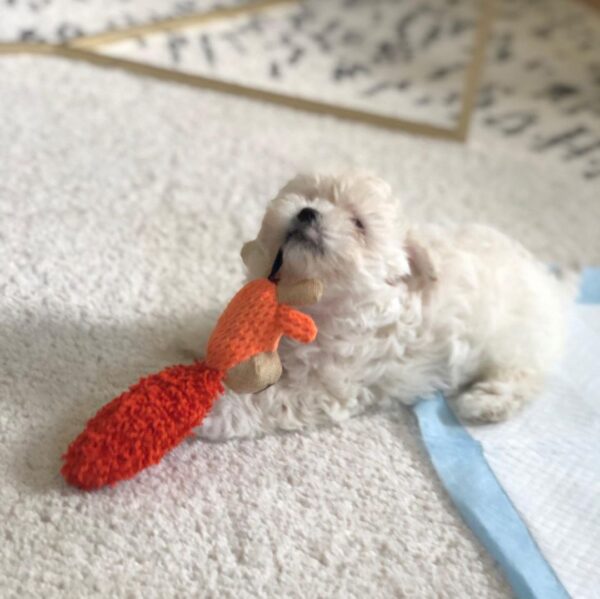 Autumn Maltipoo Puppy