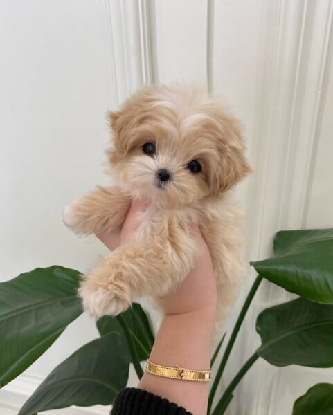 Eevee Maltipoo Puppy