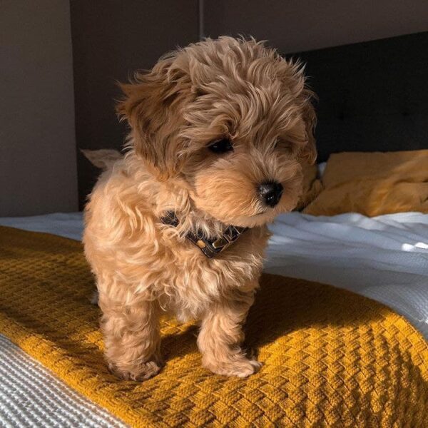Button Maltipoo Puppy