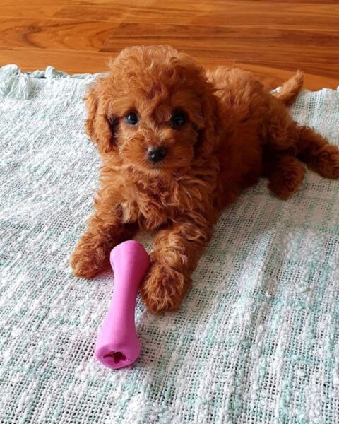 Maple Maltipoo Puppy