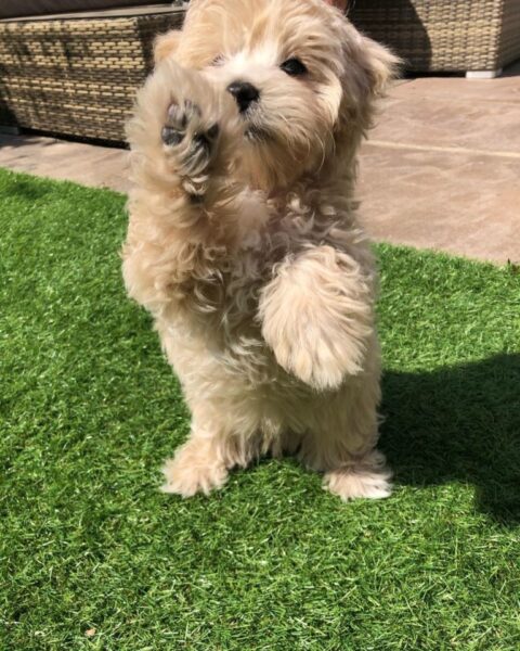 Bran Maltipoo Puppy