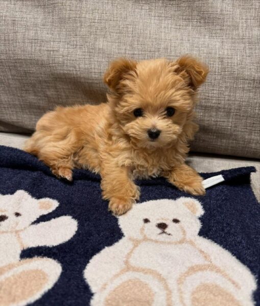 Button Maltipoo Puppy