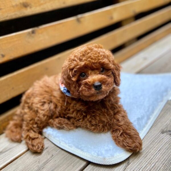 Hops Maltipoo Puppy