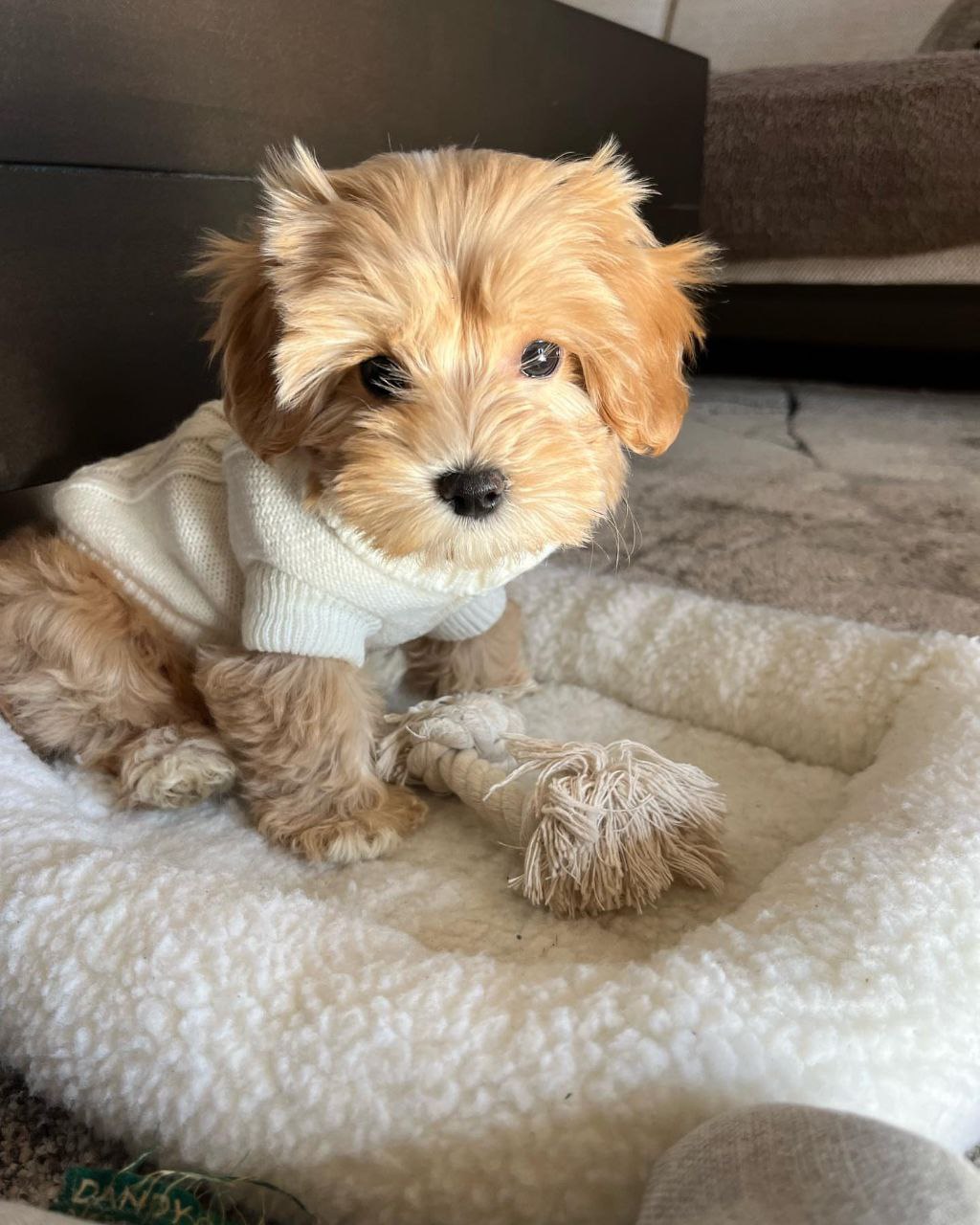 Autumn Maltipoo Puppy