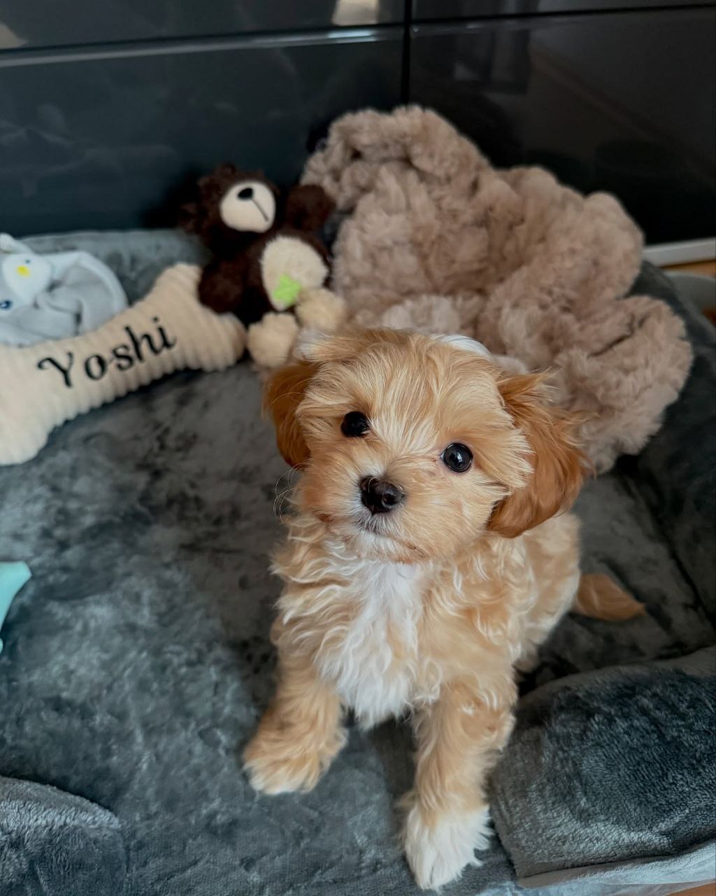 Autumn Maltipoo Puppy