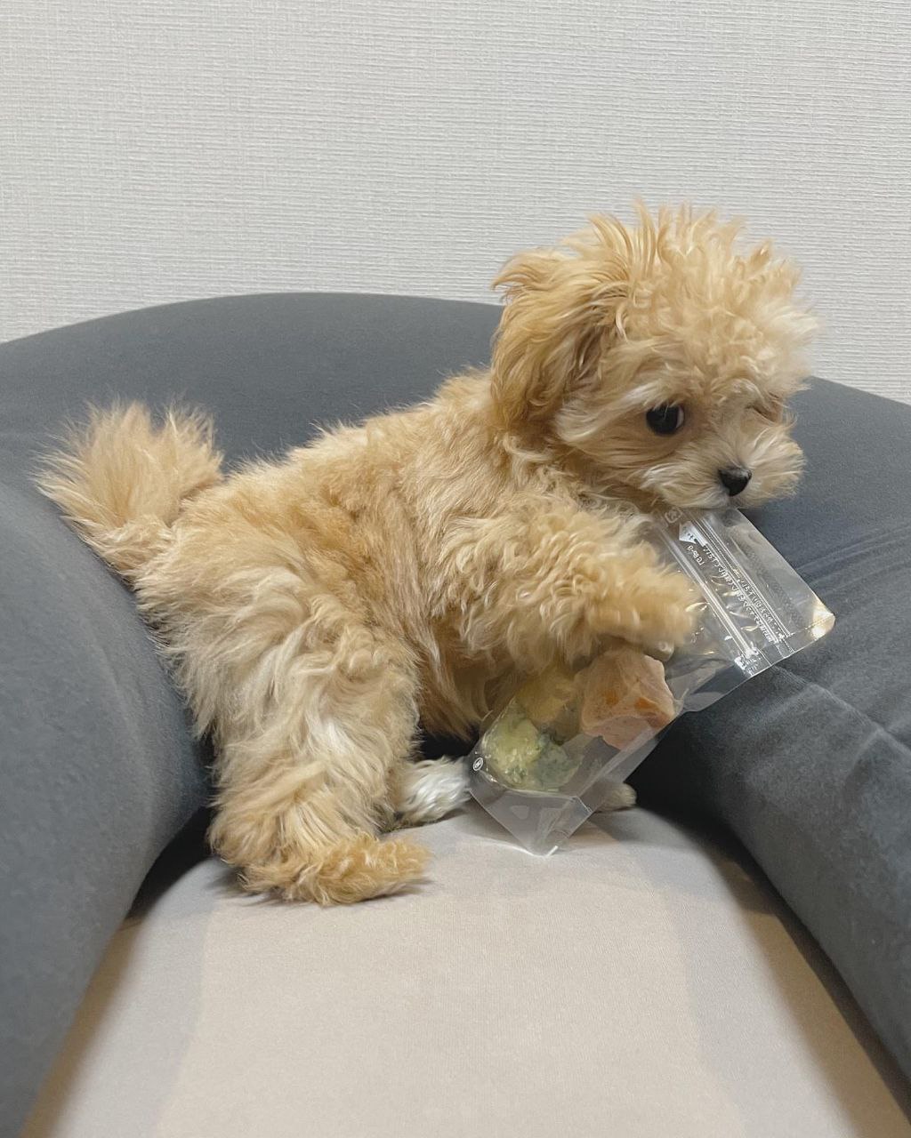 Autumn Maltipoo Puppy