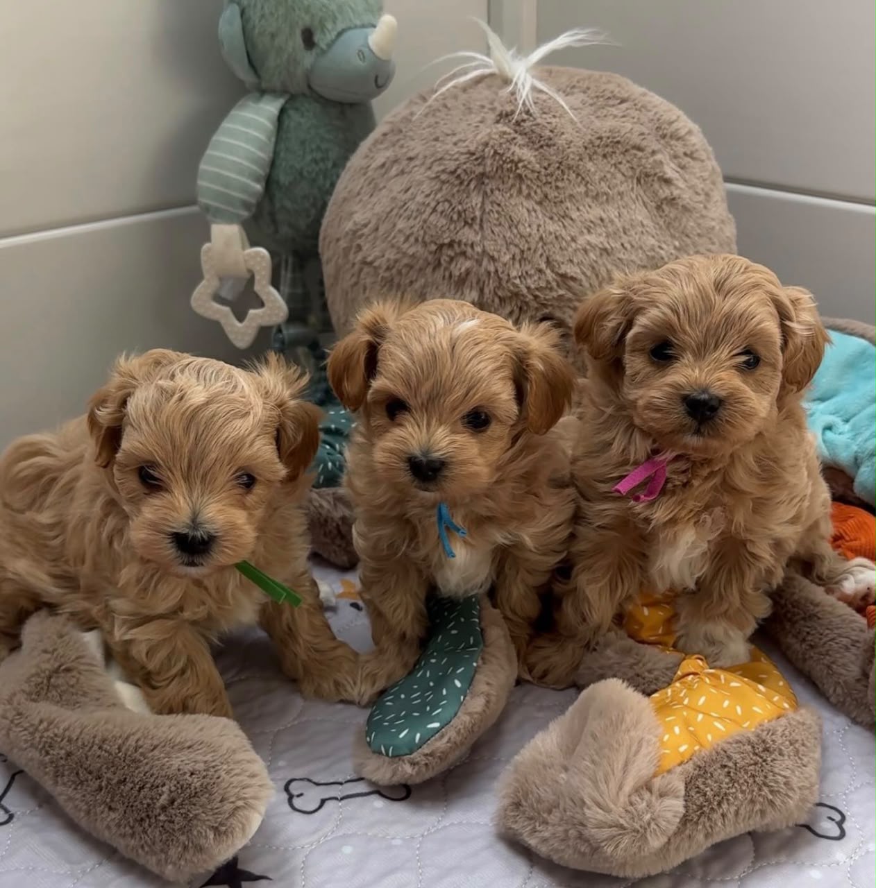 Maltipoo puppies for sale