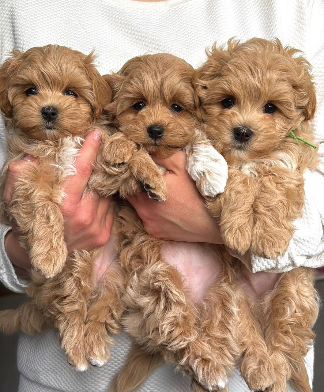 Maltipoo Puppies for Sale in Nova Scotia