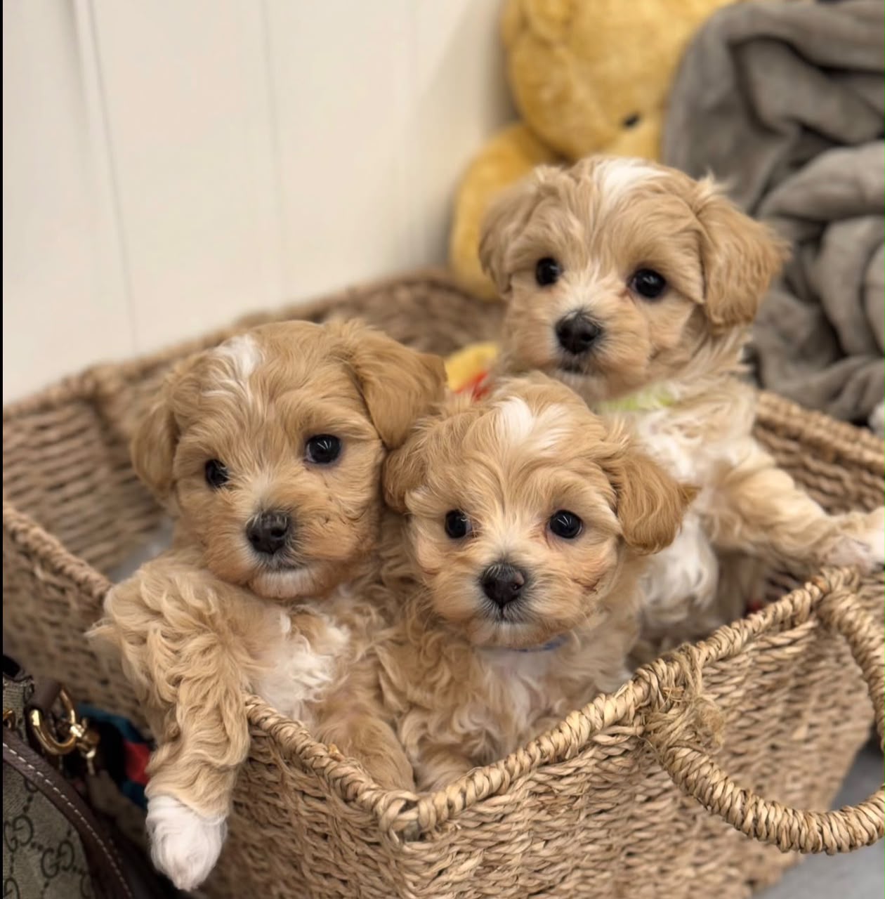 Maltipoo Puppies for Sale in Manitoba