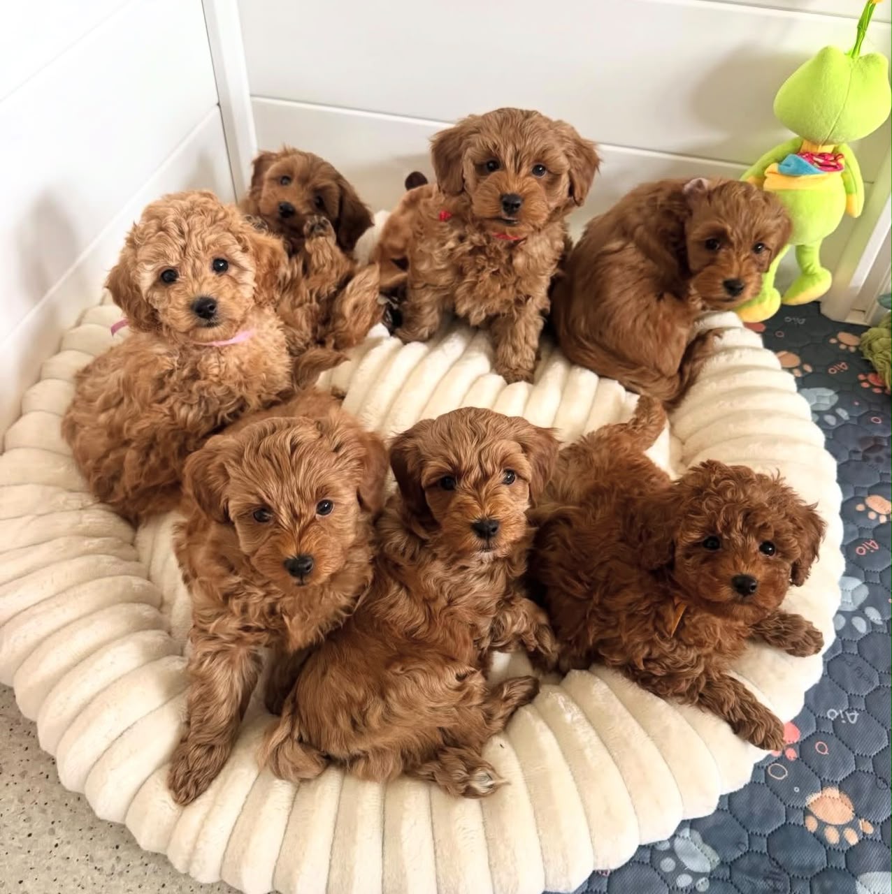 Maltipoo puppy raised in a loving family environment